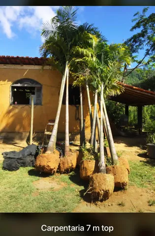 Plantas Ornamentais frutíferas Palmeiras e arvores 
