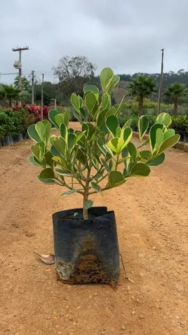 Vendas de Plantas e paisagismos 