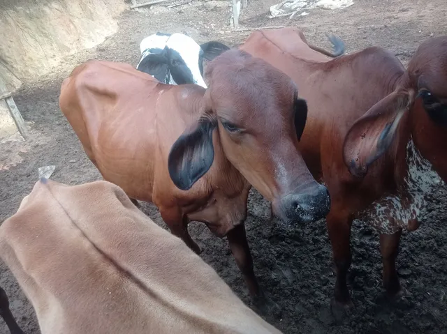 Vaca segunda cria 14 litros $3.300,00
