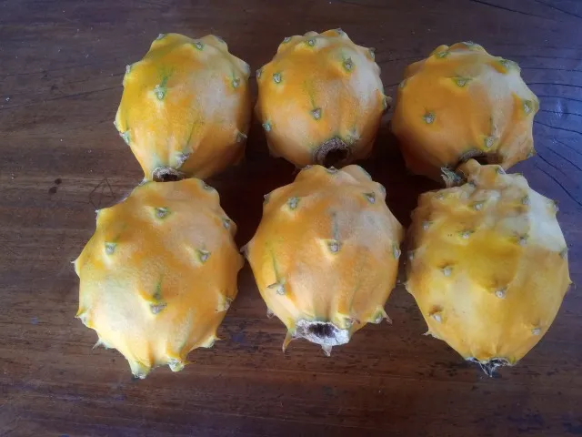 Mudas de Pitaya