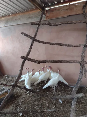 Filhotes de Perus albino 