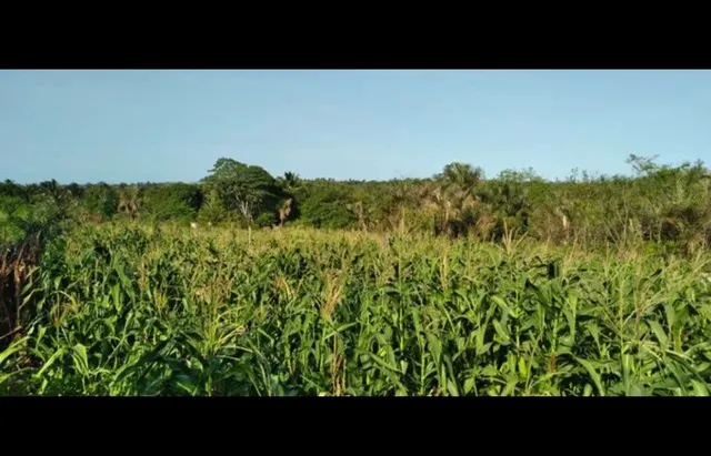 Vendo palha de milho 
