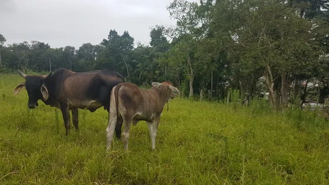 Vendo terneira nelore