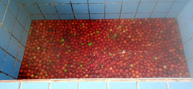 ACEROLA CONGELADA 