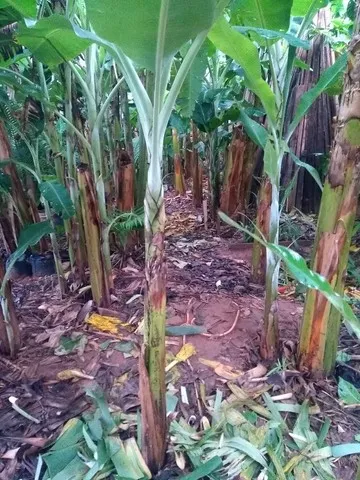 Mudas de banana prata 