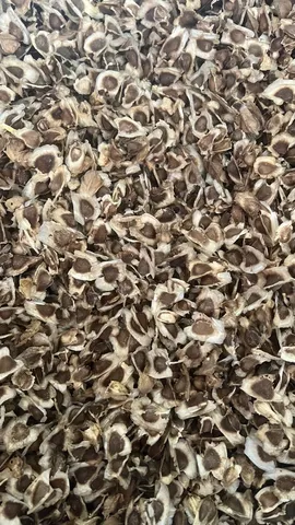 Semente de moringa