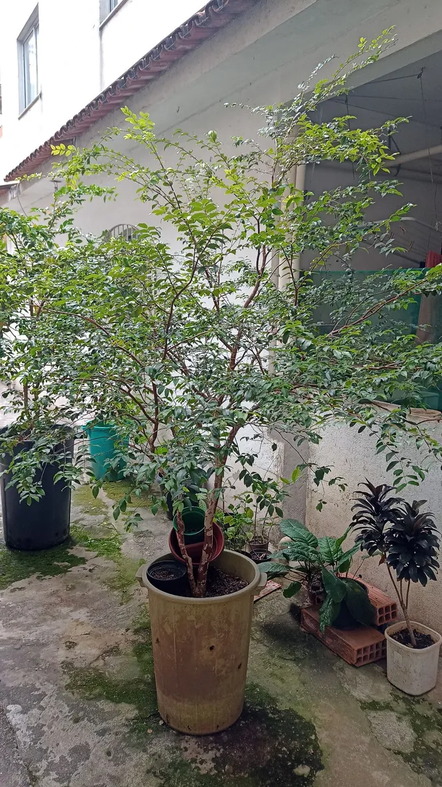 Pé de jabuticaba 