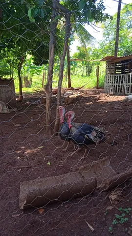 Peru macho 