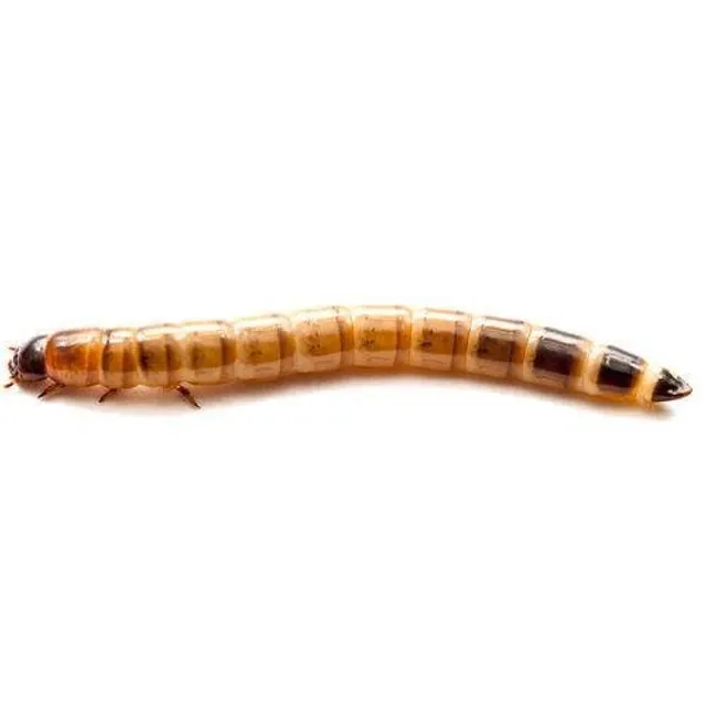 Tenébrio/ tenebra