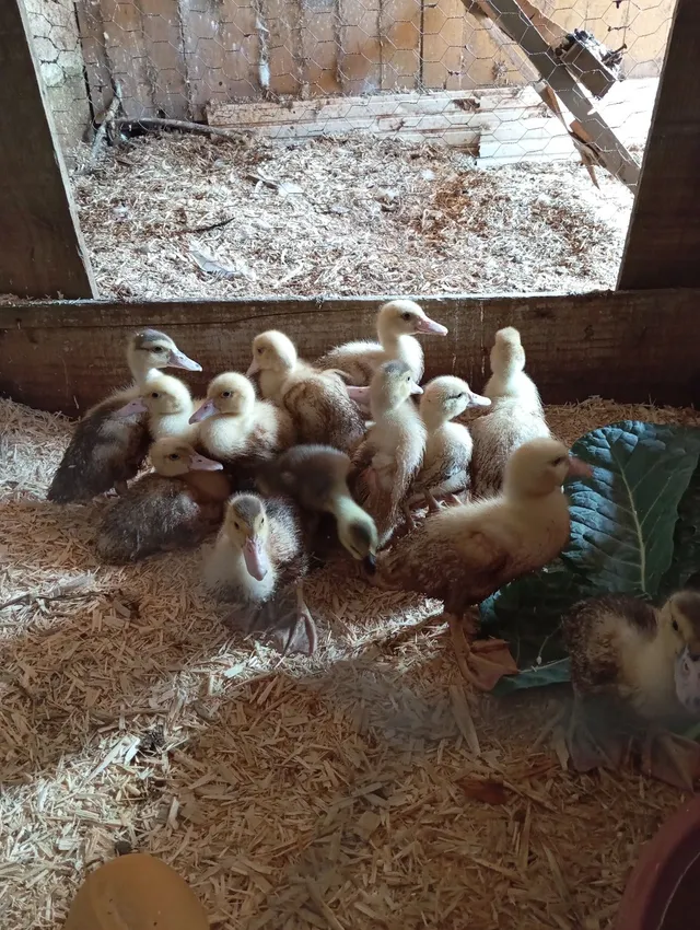 Patos 