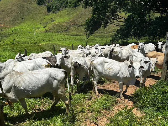 Vacas Nelore