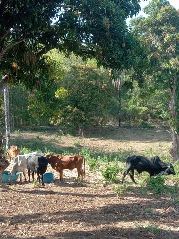15 cabeças de gado, 09 garrotes 3 vacas de primeira cria uma novilha e dois bezerros 