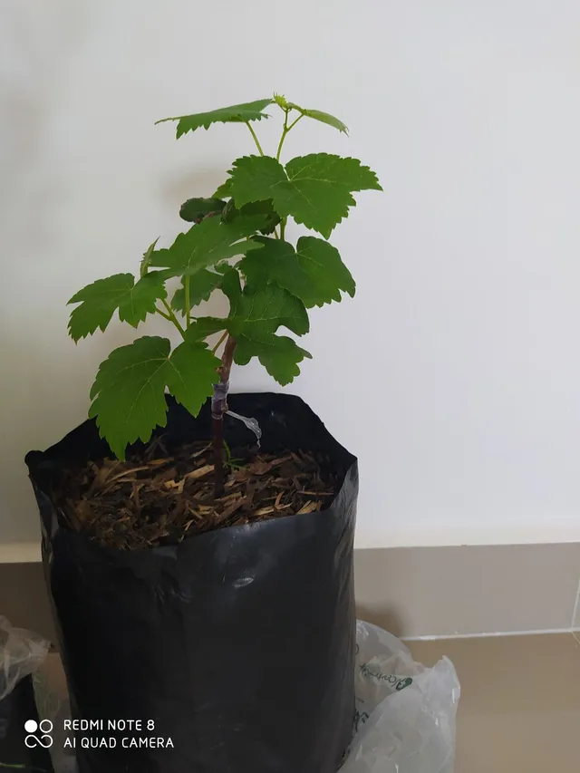 Muda de Uva Enxertada