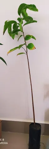 Muda de Graviola Precoce