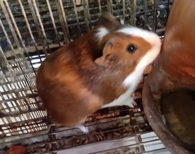 Pra sair logo! Porquinho da índia 