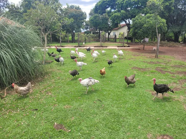 Peru, casal em Holambra-sp 