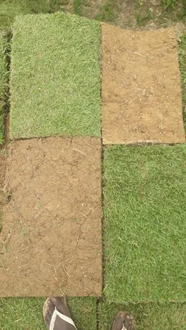 Tenha um gramado sempre verde com a grama do horto ômega 3!