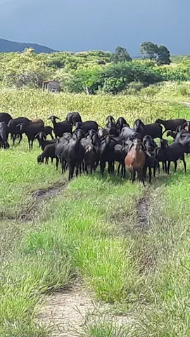 Ovelhas santa ines puras