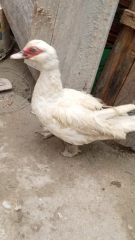 Patos R$40,00
