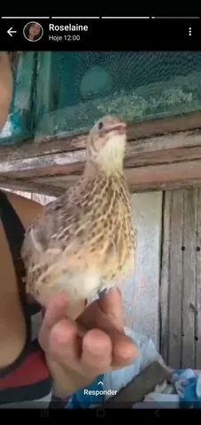 Ovos de codorna gigante 15 a dúzia