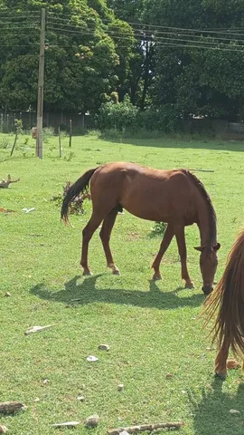 Vendo cavalo quarto de milha