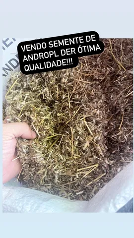Vendo semente de andropol de ótima qualidade 