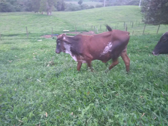 Tourinho Gir já servindo 