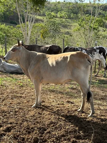 Vaca a venda