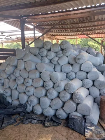 Silagem de capim- açu e cana 