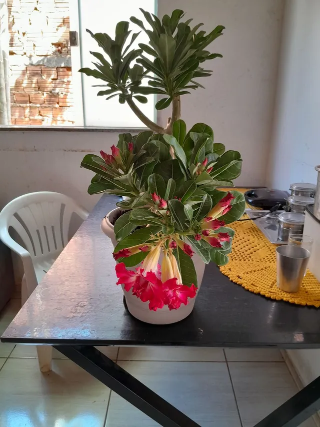 Rosas do deserto..uma delas de duas cores no mesmo jarro