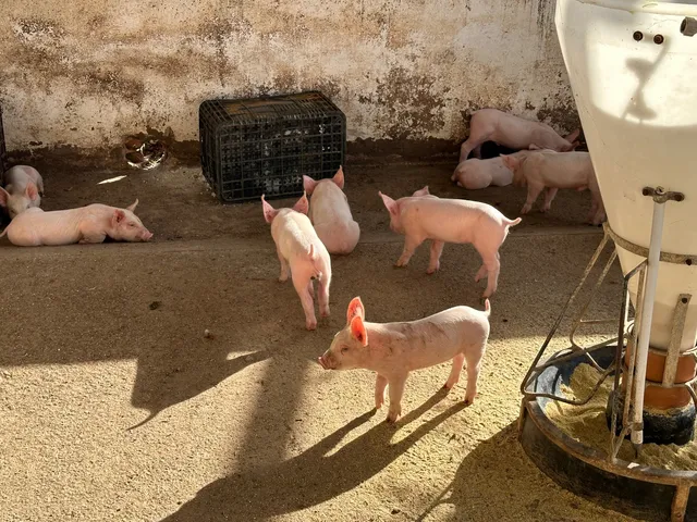 Vendo suinos