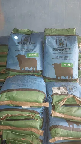 Semente de Capim Miyagui Revestida 10kg Mirassol (Safra Nova)
