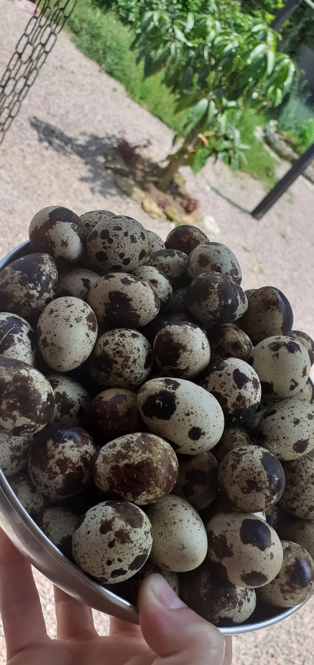 Vendo ovos de codorna gigante 
