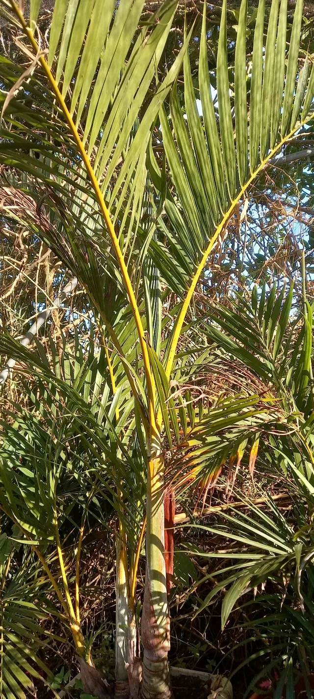 Palmeira Real e Imperial