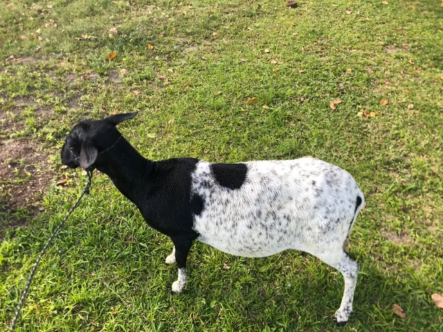 Ovelha linda 