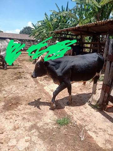 Gado a venda