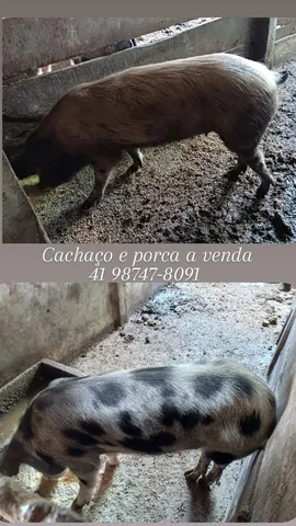 Cachaço e porca