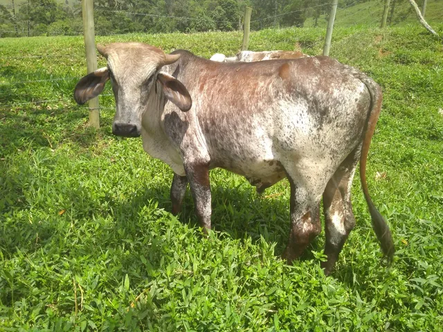 Tourinho Gir já servindo