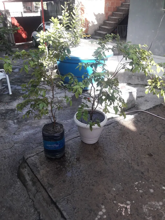 jabuticabeira híbrida 