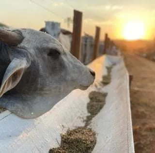 Cocho para ração 