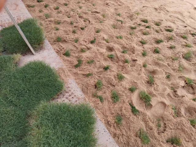 Grama apartir de 7 reais o metro plantado 