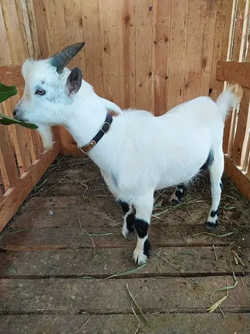 Mini Bode