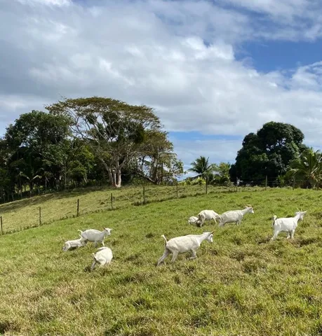 Cabras leiteiras da raça saanen e pardo alpina