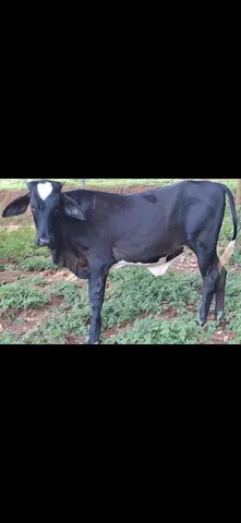 Bezerra Guzolanda