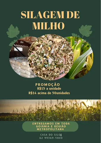 Silagem de milho 