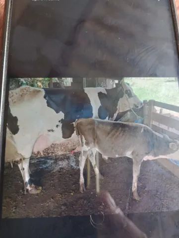 Vende vacas com bezeiro