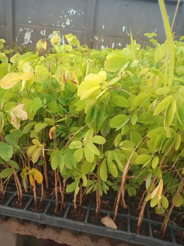 Mudas de sasao do campo 