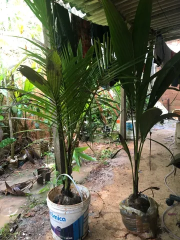 Muda coqueiro (coco) anão 