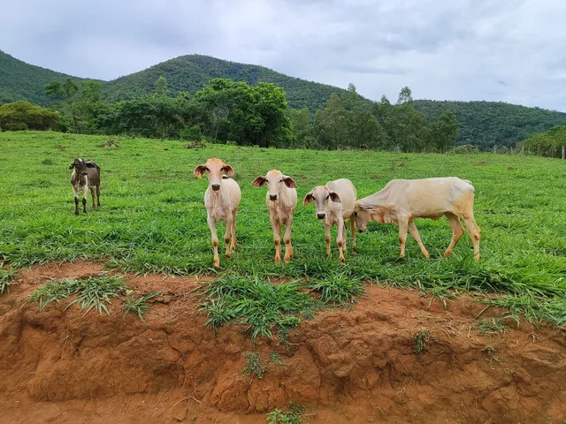 Bezerras 