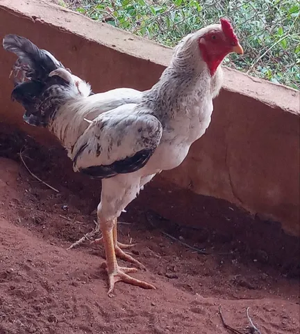 Galo caipira novo